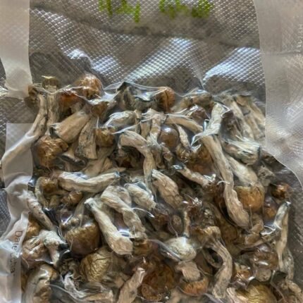 bluey vuitton mushrooms