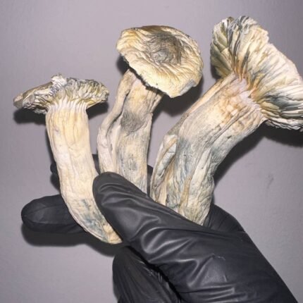 white albino mushrooms