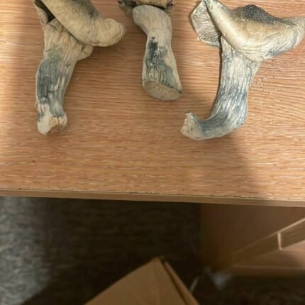 penis envy shrooms